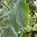 Nicotiana glaucaFlower