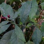 Psychotria carthagenensis Hoja