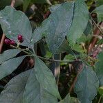 Psychotria carthagenensis Blad