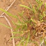 Salicornia europaea Blatt