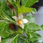 Solanum americanum Blomst