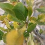 Gardenia cornuta Folla