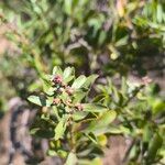 Proustia cuneifolia Hoja