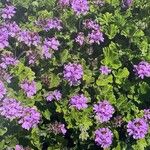 Pelargonium graveolens Flor