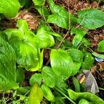 Arum italicum x Arum maculatum Hábito