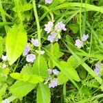 Veronica americana Blomma