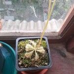 Drosera spatulata পাতা