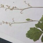 Tiarella trifoliata Fiore