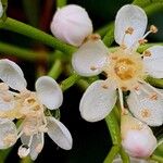 Photinia serratifolia Blomst