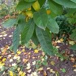 Crataegus germanica Leaf