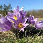 Pulsatilla grandis Flor