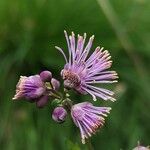 Thalictrum aquilegiifoliumFlower