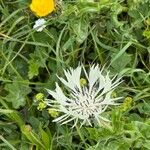 Centaurea cheiranthifolia Blodyn