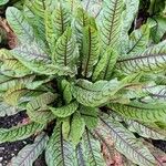 Rumex sanguineus Leaf