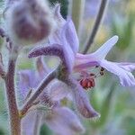 Delphinium staphisagria Kukka