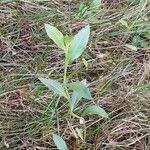 Hieracium sabaudum Leaf