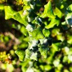 Helichrysum patulum برگ