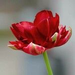 Tulipa agenensis Flower