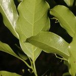 Ocotea viridiflora Ліст