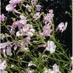 Penstemon ambiguus ശീലം