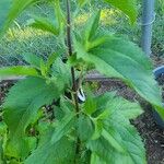 Eupatorium serotinumHostoa