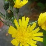 Hieracium umbellatumFlower