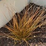 Carex testacea List