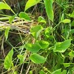 Pentarrhinum insipidum Folha