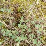 Trifolium scabrum Lehti