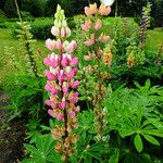 Lupinus polyphyllus Квітка