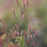 Jasminum polyanthum Листок