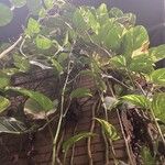 Epipremnum aureum Hoja