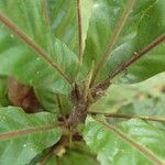 Cleidion macrophyllum Leaf