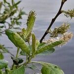 Salix hastata Flor