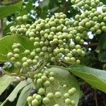 Premna serratifolia Fruit