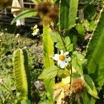 Bidens pilosaFlower