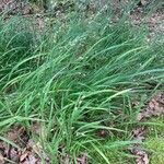 Melica uniflora Агульны выгляд