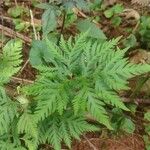 Doryopteris concolor Liść