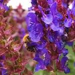 Salvia nemorosa Otro