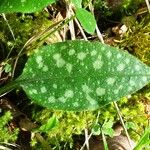 Pulmonaria affinis Likasa