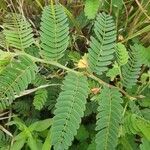 Chamaecrista fallacina Leaf