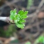 Crataegus rhipidophylla Fuelha