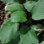 Calathea lutea List