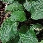 Calathea lutea Folio