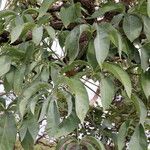 Cussonia arborea Leaf