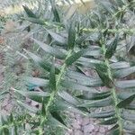 Araucaria bidwillii Blad