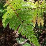 Polystichum luctuosum Folha