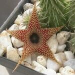 Huernia pillansii