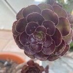 Aeonium arboreum পাতা