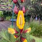 Thunbergia mysorensis Blomma